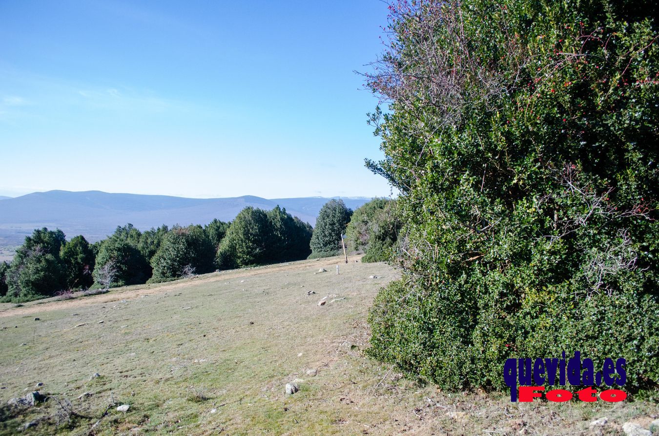 Acebal de Garagüeta. Arévalo de la Sierra (Soria)