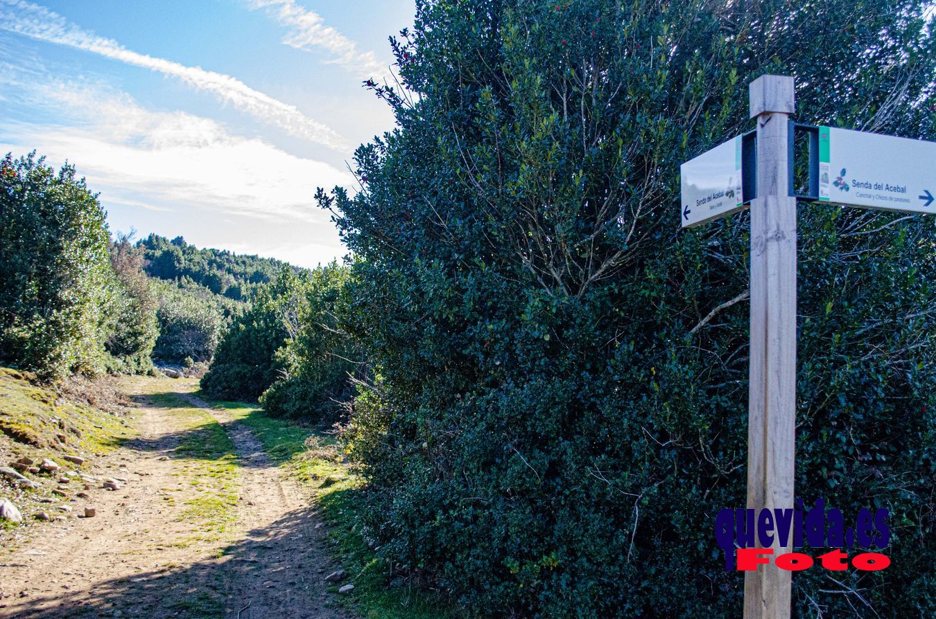 Acebal de Garagüeta. Arévalo de la Sierra (Soria)