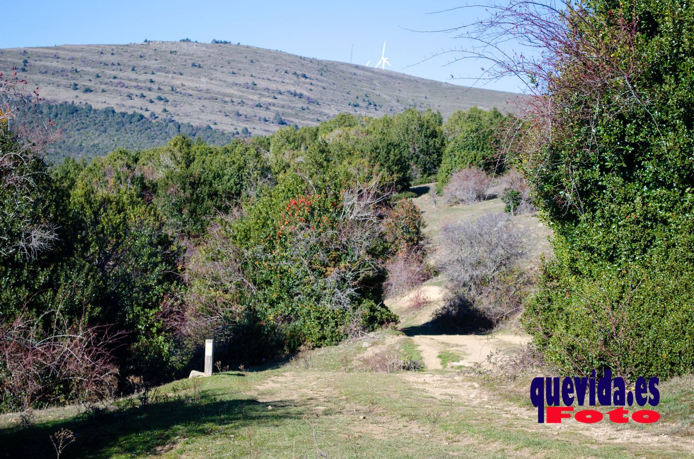 Acebal de Garagüeta. Arévalo de la Sierra (Soria)