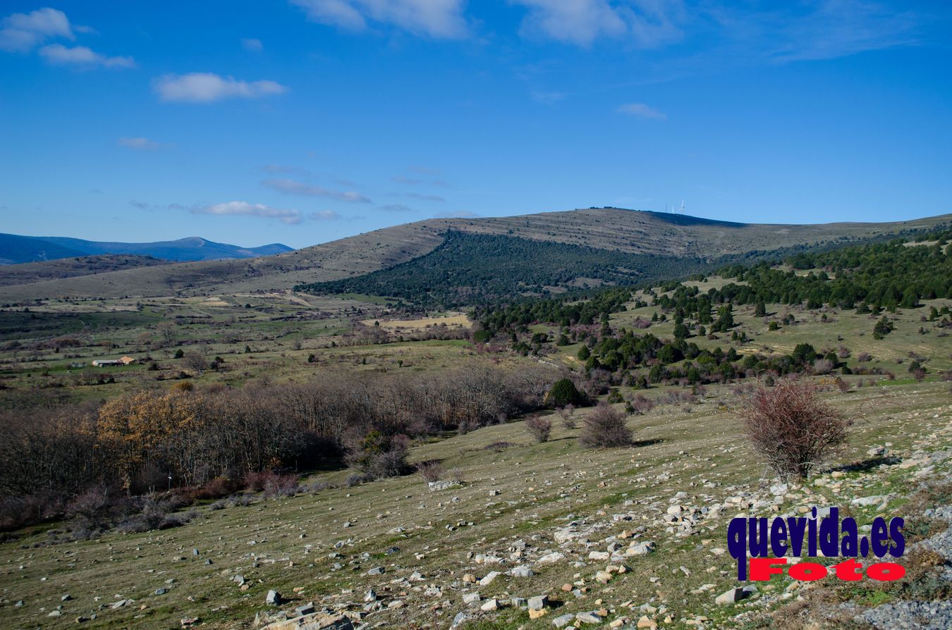 Acebal de Garagüeta. Arévalo de la Sierra (Soria)