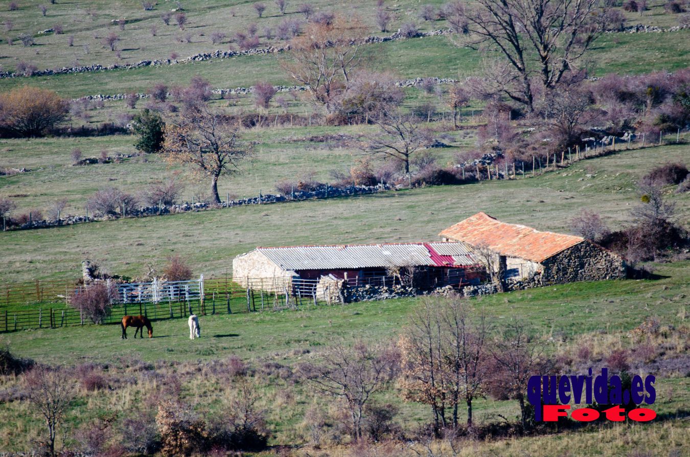 Acebal de Garagüeta. Arévalo de la Sierra (Soria)