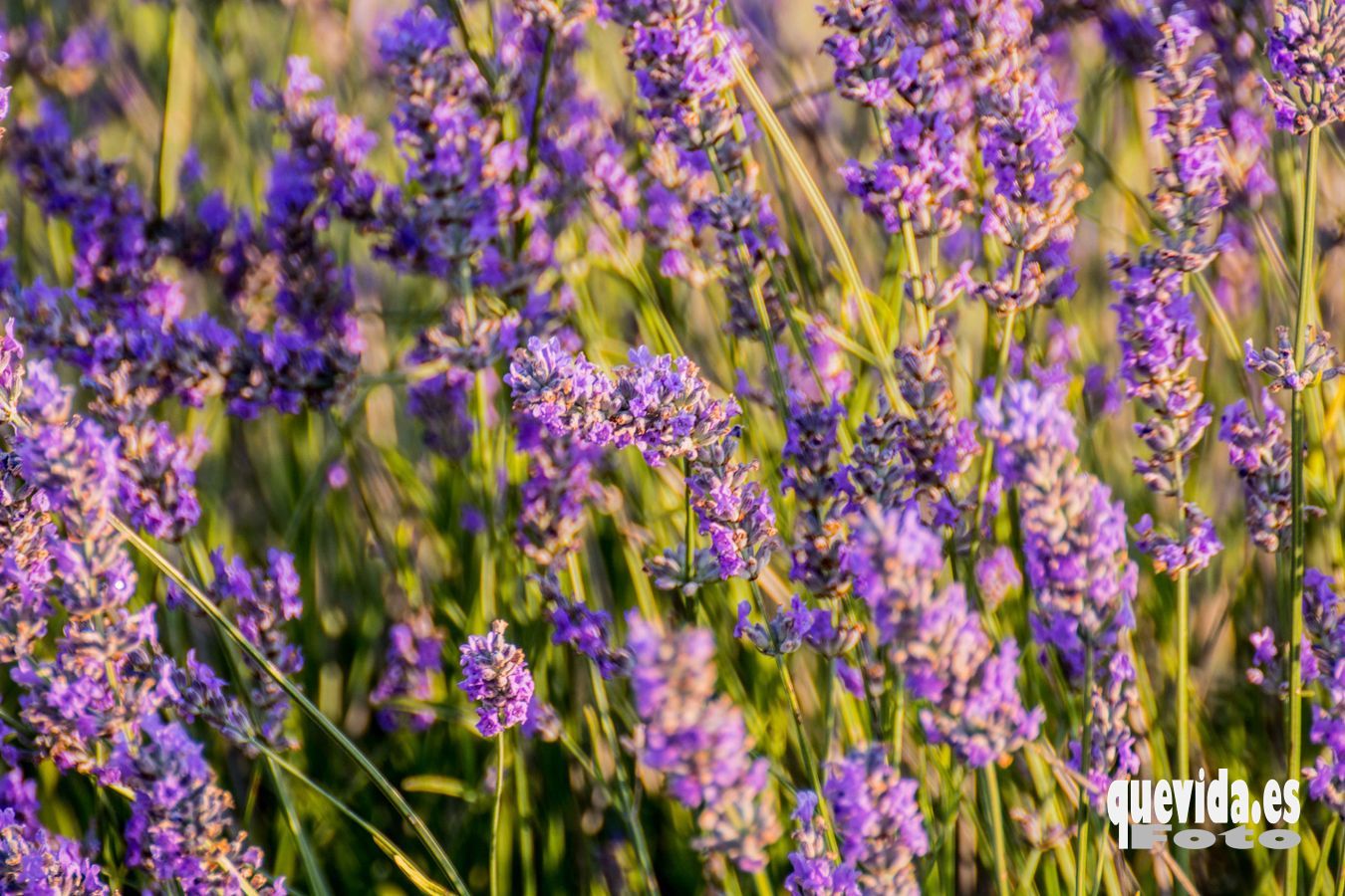 Lavanda. San Felices