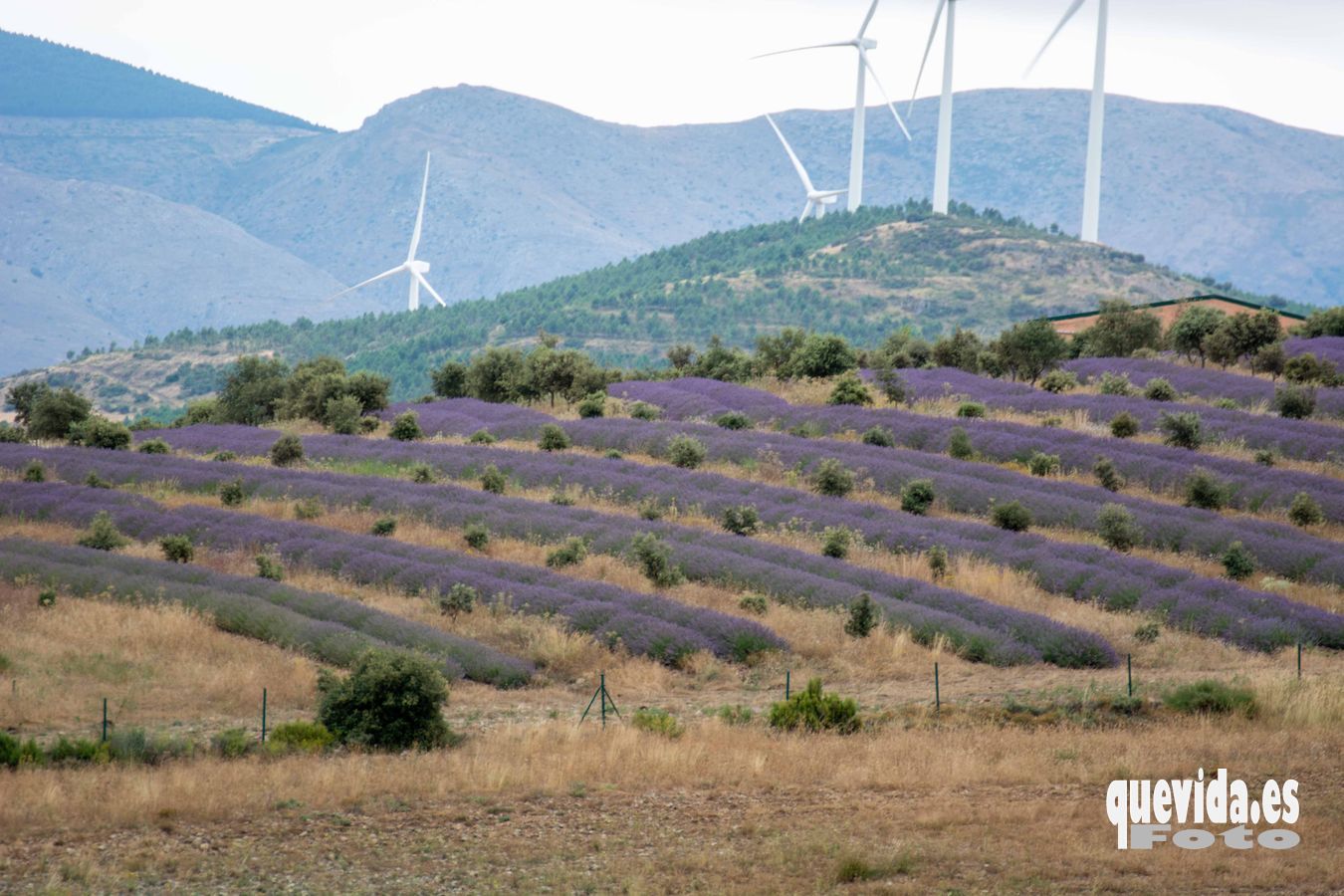 Lavanda. San Felices