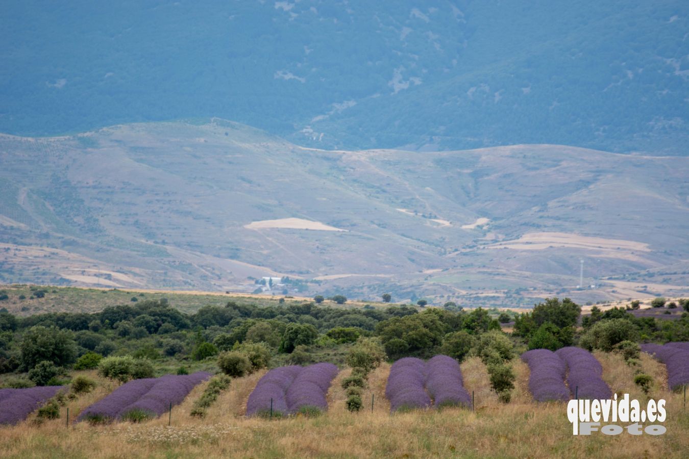 Lavanda. San Felices