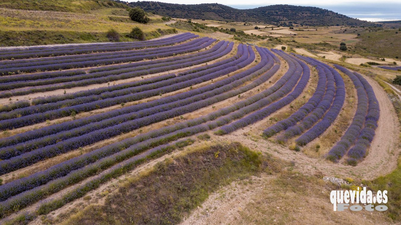 Lavanda. San Felices