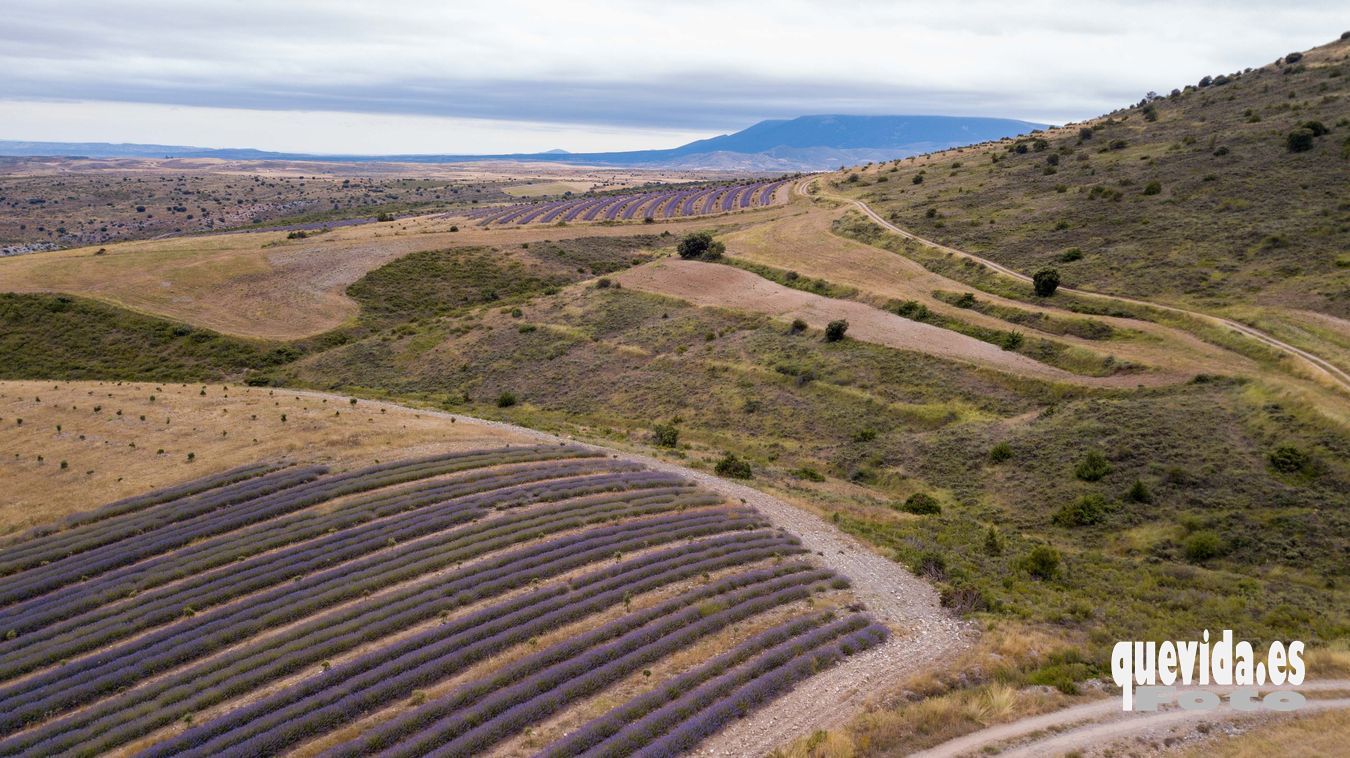 Lavanda. San Felices