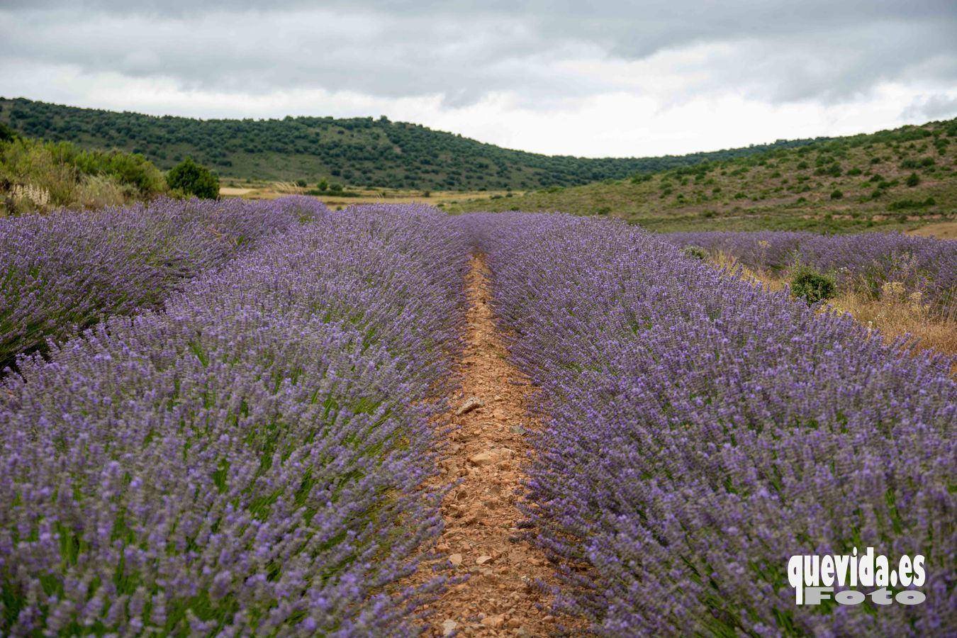 Lavanda. San Felices