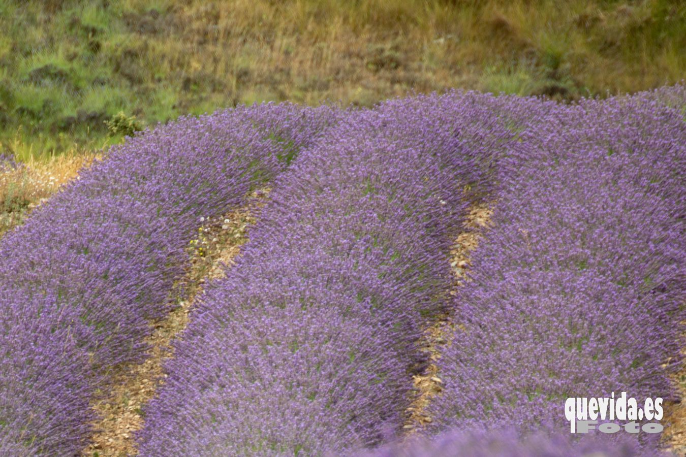 Lavanda. San Felices