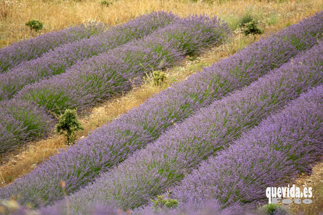 Lavanda. San Felices