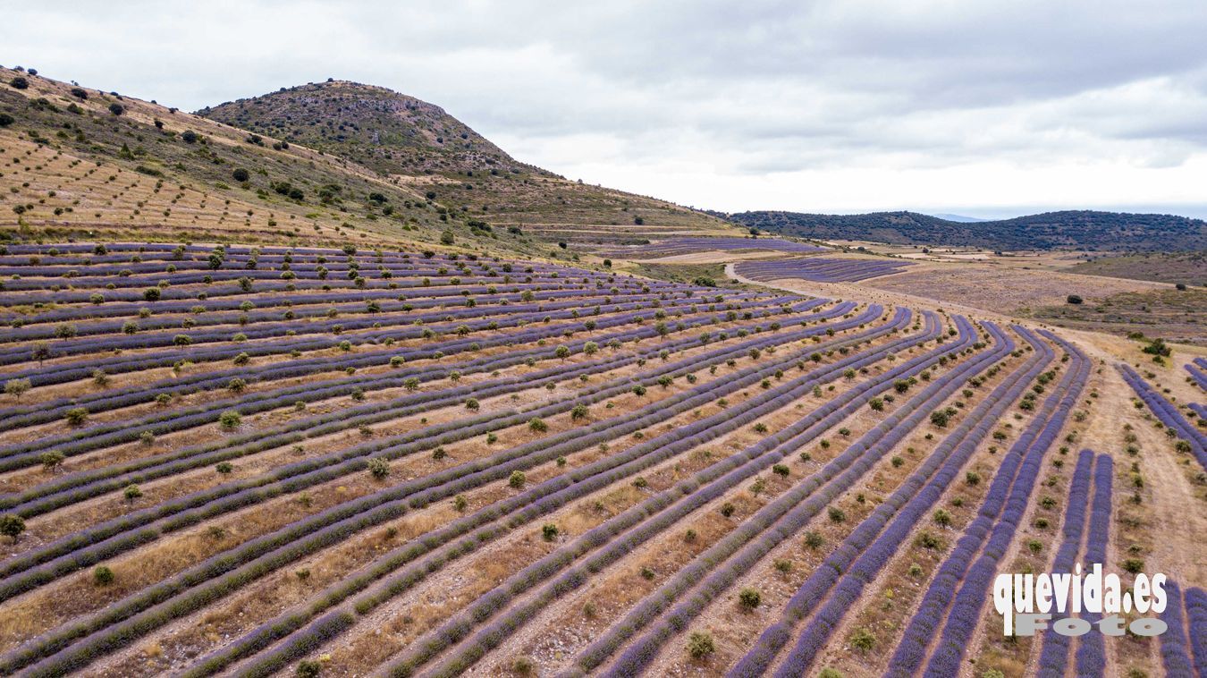 Lavanda. San Felices