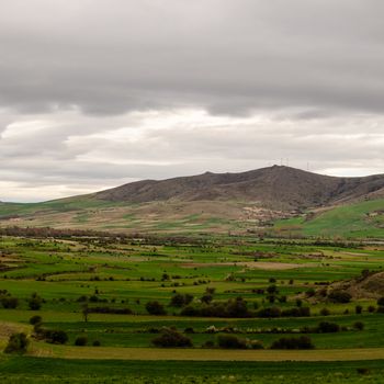 Araviana