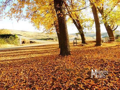 Otoño en la Dehesa