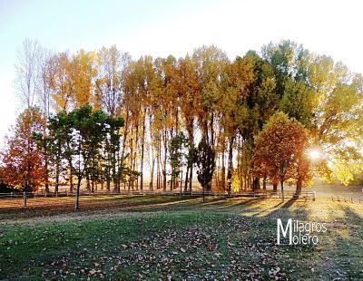 Otoño en la Dehesa