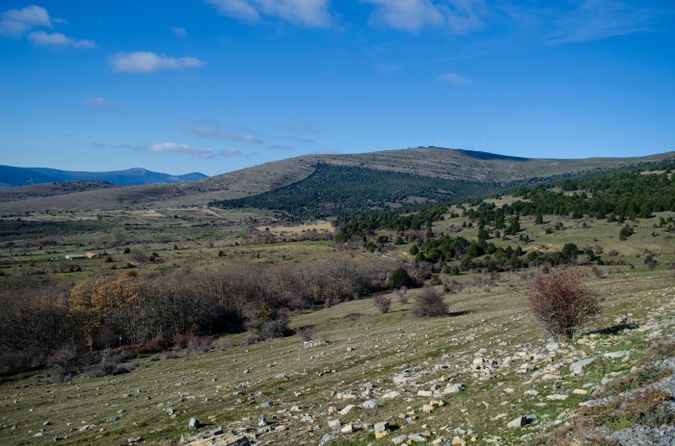Acebal de Garagüeta. Arévalo de la Sierra (Soria)