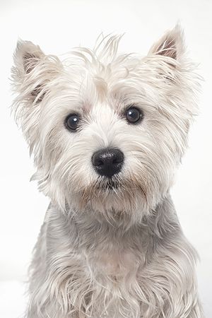 Fotografía profesional de Perros en Madrid