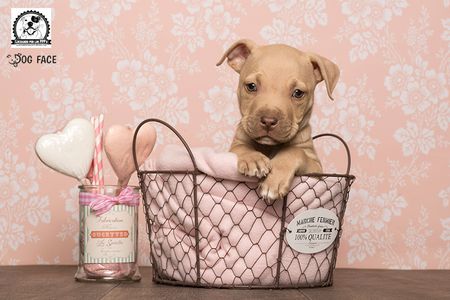 Fotografía profesional de Perros en Madrid
