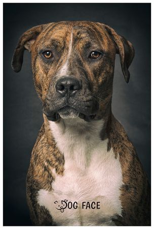 Fotografía profesional de Perros en Madrid