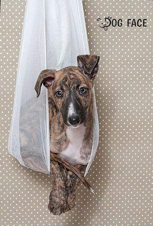 Fotografía profesional de Perros en Madrid