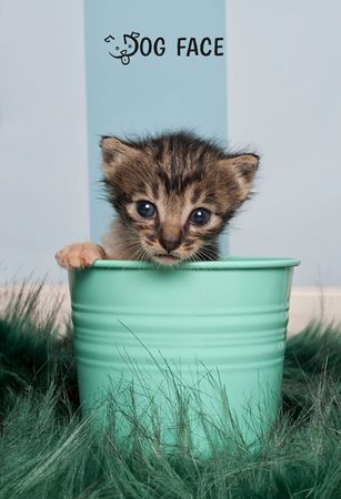 Fotografía profesional de Perros y gatos en Madrid