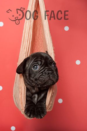 Fotografía profesional de Perros en Madrid