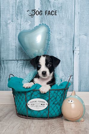 Fotografía profesional de Perros en Madrid