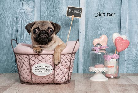 Fotografía profesional de Perros en Madrid