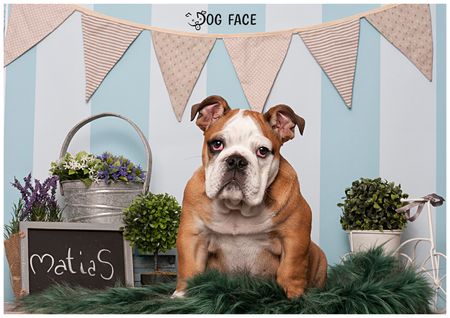 Fotografía profesional de Perros en Madrid