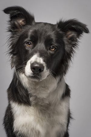 Fotografía profesional de Perros en Madrid