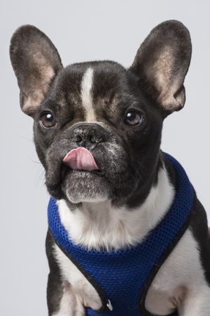 Fotografía profesional de Perros en Madrid