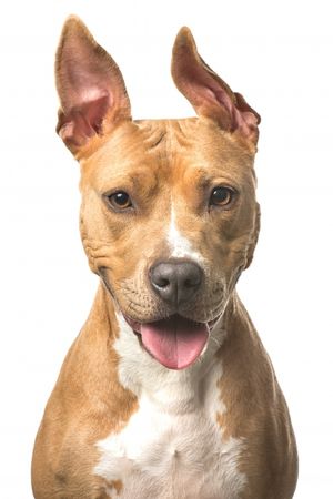 Fotografía profesional de Perros en Madrid