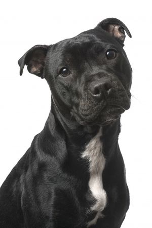 Fotografía profesional de Perros en Madrid