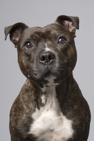 Fotografía profesional de Perros en Madrid