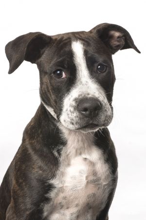 Fotografía profesional de Perros en Madrid