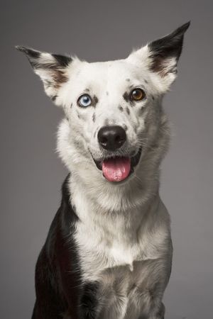 Fotografía profesional de Perros en Madrid