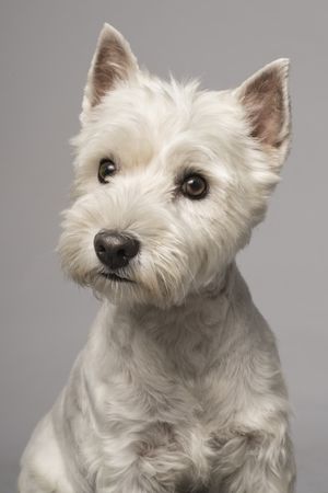 Fotografía profesional de Perros en Madrid