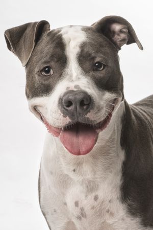 Fotografía profesional de Perros en Madrid