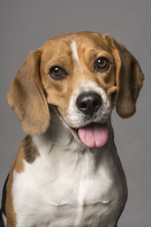 Fotografía profesional de Perros en Madrid