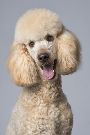 Fotografía profesional de Perros en Madrid