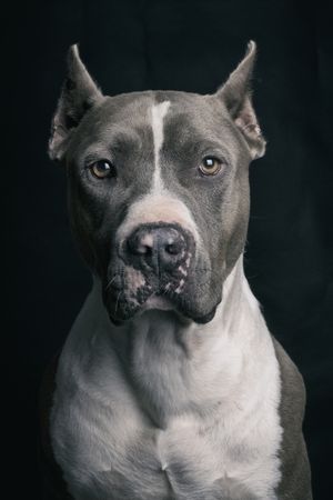 Fotografía profesional de Perros en Madrid
