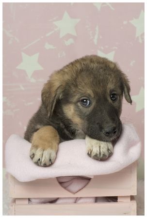 Fotografía profesional de Perros en Madrid
