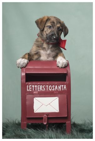 Fotografía profesional de Perros en Madrid