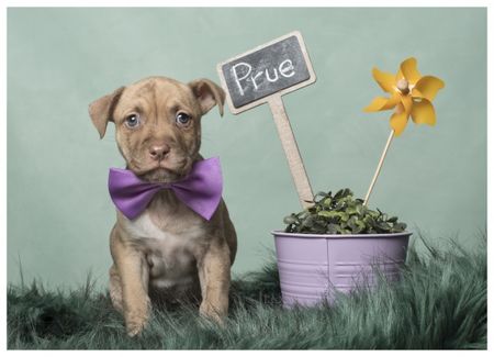 Fotografía profesional de Perros en Madrid