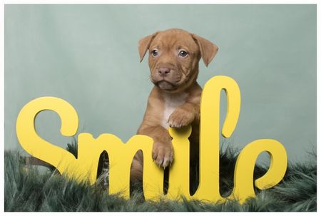 Fotografía profesional de Perros en Madrid