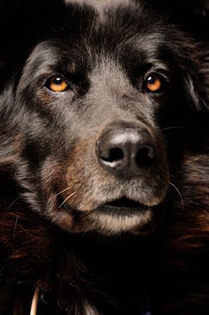 Fotografía profesional de Perros en Madrid