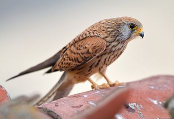 Cernícalo primilla hembra - "Falco naumanni"