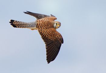 Cernícalo primilla hembra - "Falco naumanni"