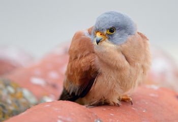 Cernícalo primilla macho - "Falco naumanni"