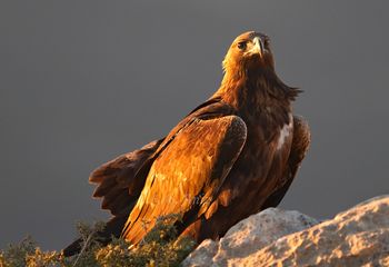 Águila real bajo el viento y el atardecer