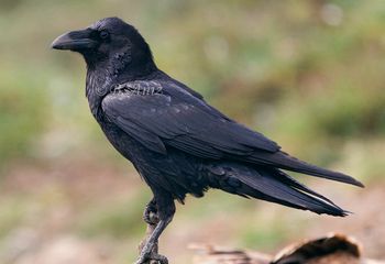 Cuervo - "Corvus corax"