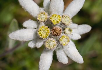 Edelweiss o flor de nieve - "Leontopodium alpinum"